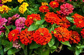 We did not find results for: Top Red Annual Flowers For Your Garden Hgtv