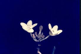 Image result for Didymoplexis