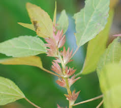 Image result for Acalypha polymorpha