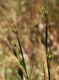 Image result for Rhynchospora holoschoenoides