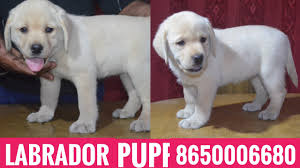 Maybe you would like to learn more about one of these? Kci Register Champion Line Labrador Puppies For Sale In 8650006680 Patna Bihar Ranchi Jharkhand Youtube