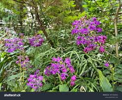Image result for Calanthe sylvatica