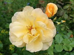 Image result for Autumn Rose 1958 Kelvinator