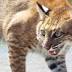 Rehabilitated bobcat released at Upper Tampa Bay Regional Park