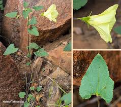 Image result for Hibiscus engleri