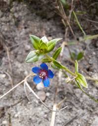 Image result for Anagallis elegantula