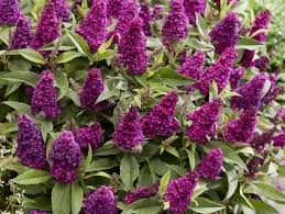 Image result for Komule střídavolisté