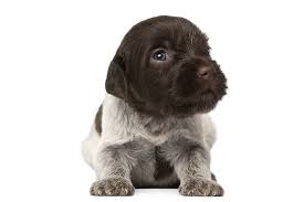 I have one white male puppies, priced at price: Wirehaired Pointing Griffon Puppies For Sale Akc Puppyfinder