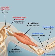 Bicep Muscles Origin And Insertion Points Skeletal Muscle Biceps Brachii Bicep Muscle