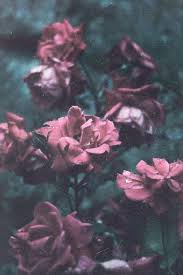 Vintage Flowers Iphone 6 Plus Wallpaper Background
