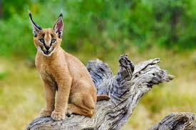 Der karakal, caracal caracal, schreber 1776 (oft auch als felis caracal oder lynx caracal bezeichnet) sieht im ersten moment wie eine mischung aus puma und luchs aus. Karakal Archive Benny Rebel Fotosafaris Gmbh