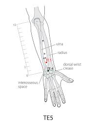 Acupuncture Point Triple Energizer 5 Te 5 Acupuncture Technology News