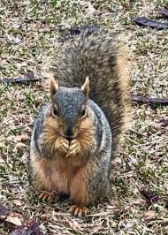 Sandy Cheeks Squirrel Images - Free Download On Freepik