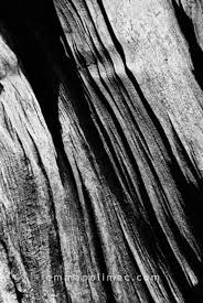 Black And White Nature Artwork This Item Is Unavailable