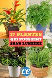 « comment créer un home office sympa et pratique à la fois ? 17 Plantes D Interieur Qui Poussent Sans Lumiere Du Soleil