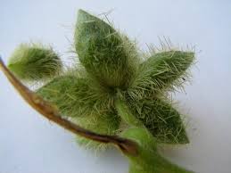 Image result for Sicyos