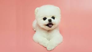 They get their first parvo shot at 3 weeks, a da2mp at 5 weeks, and another parvo at 7 weeks. 25 Teddy Bear Dog Breeds Shichon Morkie Cockapoo