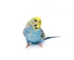 Parakeets have become increasingly popular over the years, and that's because they don't how much do budgies cost in terms of repeat expenses? Parakeet Varieties Varieties And Types Parakeets Guide Omlet Us