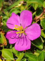 Image result for Dissotis