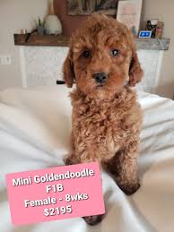 Goldendoodle fort walton beach, florida, united states. Miniature Goldendoodle For Sale Wisconsin