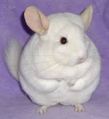 This advert is located in and around nottingham, nottinghamshire. Chinchilla Breeders Near Me Online
