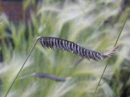 Image result for Harpochloa