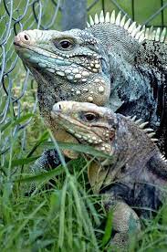 A Pair Of Cuban Rock Iguanas Reptiles And Amphibians Reptile Snakes Animals Beautiful