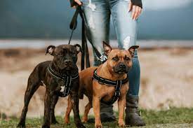 Maybe you would like to learn more about one of these? Best Puppy Classes Near Me Puppy Socialization Classes