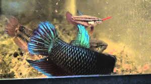 Unfollow giant betta to stop getting updates on your ebay feed. Giant Betta Youtube