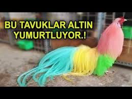 Eger Satarsaniz Zengin Olabilirsiniz Dunyanin En Nadir Ve Benzersiz 10 Tavuk Turu Youtube 2020 Tavuk Nadir Dunya