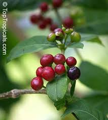 Image result for Rauvolfia afra