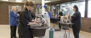 Problems with business codes of conduct are fairly rare. Paragon School Of Pet Grooming Linkedin