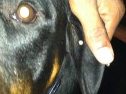 White Bump On Inner Edge Of My Dog S Ear Organic Pet Digest