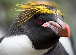 Sarah Davis Twitterren Some Penguin Colorsci To Continue Worldpenguinday A Few Species Of Penguin Have Patches Of Yellow Feathers Like These Eyebrows From The Macaroni Penguin This Yellow Pigment Is Unique To
