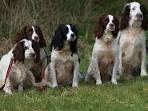 Rescue Me! English Springer Spaniel Rescue - Home | Facebook