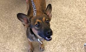 There are thought to be many different herding breeds that made up the australian. 4 Perfect Puppies To Adopt Now In Fresno