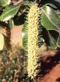 Image result for Faurea rochetiana