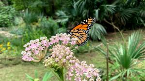 Propagating plants using cuttings is a great way to save money and expand your garden. Butterfly Dilemma The Problem With Tropical Milkweed