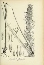 Image result for Loudetia simplex