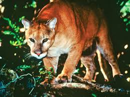 Nhl, the nhl shield, the word mark and image of the stanley cup and nhl conference logos. Florida Panther