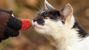 While it is natural to want to give your cat new and interesting foods, this practice can come with negative consequences.</p> <p>can cats eat spicy foods? Can Cats Eat Salami Is Salami Safe For Cats Cattime