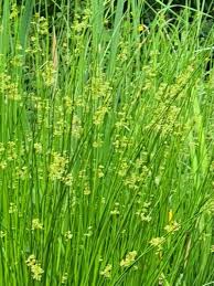 Image result for Juncus punctorius