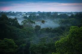 Apr 16, 2021 · the amazon rainforest is the world's largest intact forest. The Story Behind How The Amazon Rainforest Got Its Name