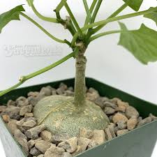 Image result for Oxyanthus goetzei