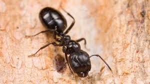 Image result for Anthericopsis