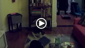 Gambar hantu bergerak bikin kaget animasi untuk dp bbm. Rekaman Video Kucing Ini Bikin Merinding Ada Sesuatu Yang Bikin Kaget Warta Kota