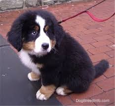 Bernese mountain dogs require frequent human companionship. 30 Cute Bernese Mountain Dog Puppies Bernesemountaindog Mountain Dog Breeds Bernese Mountain Dog Puppy Bernese Mountain Dog