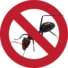 Ants are the most problematic house pests with no matter what you do to kill or get rid of ants they appear to always come back right? Ants Pest Control Sydney Ant Treatment Sydney Ant Removal Control