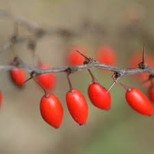 Image result for Berberidaceae