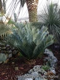 Image result for Encephalartos senticosus